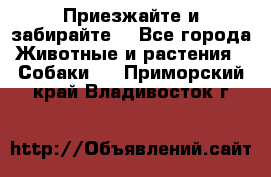 Приезжайте и забирайте. - Все города Животные и растения » Собаки   . Приморский край,Владивосток г.